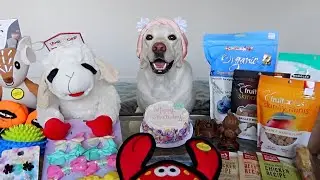 Spoiling My Dog For Her Birthday Week!