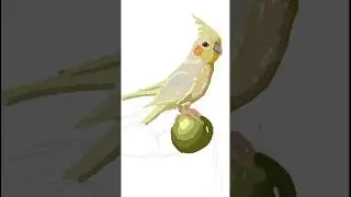 The most beautiful bird 
