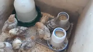 update on seed starts and chicks