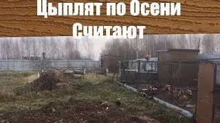 Цыплят по Осени Считают