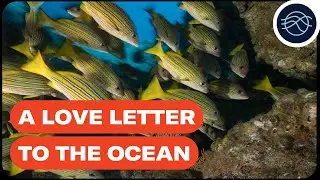 A love letter to the ocean