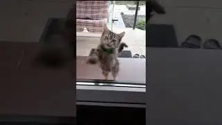 КОТИК , ПУСТИТЕ ПОЕСТЬ🐱🐈 