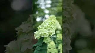 Hydrangea Limelight Prime®Гортензия Limelight Prime® не просто новая – она еще лучше!