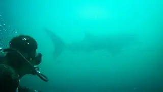 WHALE SHARKS?! | 1 Week SCUBA DIVING Travel VLOG! | Koh Tao, Thailand!