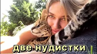 Загораем с сервалом 🌞🐆 serval cat savannah cat