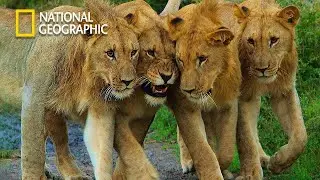 Africa Big Cat - Our Climate - Lion Pride Documentary | National Geographic Documentary 2023