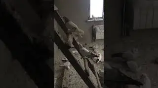 Тбилисский сизагран