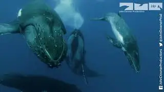 Will Mum Be Able To Protect Her Baby From The Male Humpback Whales?