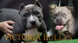 INCREÍBLE CACHORRO american bully