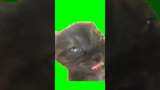 sleepy cat meme (green screen, with sound)