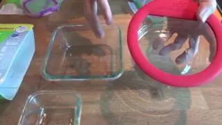 First Look: Pyrex Snapware 4-Cup Glass Lunch Container