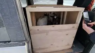 одна мечта сбылась Камерунские козы теперь у нас в хозяйстве