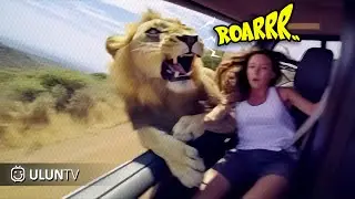 65 Momen Menakutkan Ketika Pengunjung Taman Safari Diserang Singa