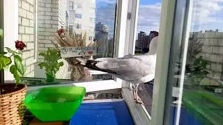 Скрытая камера | Что делает чайка