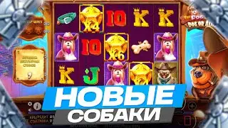 НОВЫЕ СОБАКИ ПОСТАВИЛИ МЕГА ЗАНОС В DOG HOUSE DOG OR ALIVE! ЛИНИЯ ВИЛД И СЫГРОВКА В ДОГ ХАУС! ЗАНОСЫ