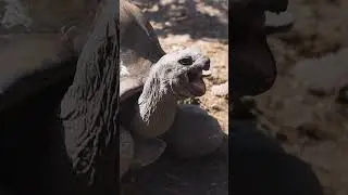 How Much Does The Largest Known Tortoise Weigh? | NATURE Shorts | PBS