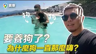 要養狗了？狗保母體驗，為什麼狗一直那麼嗨【狸貓】#龍洞 #貢寮