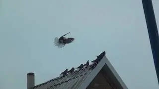 14 декабря  Николаевские голуби