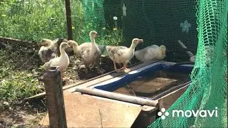 Водоём для гусей😊 своими руками👍