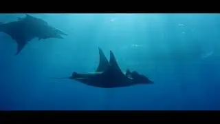 SHARK & RAY SAFARI  -  Short Documentary (2020)