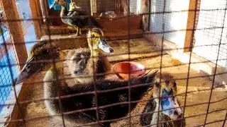 Индоутка бокиш сирлари