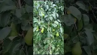 Груши, мои груши. Песня группы 