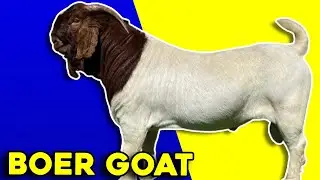Giant goat ready to produce lambs