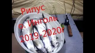 Ловля рипуса на озере Инголь  Часть 1