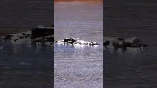 NILE CROCODILE, Sabie River #krugernationalpark #shorts