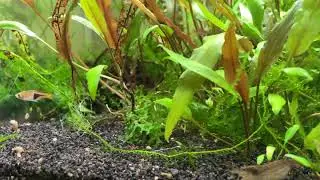 How to get rid of Green String or Thread Algae