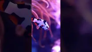 Get Clown with it… #aquarium #fish #reef #reefkeeper #reeftank #fishtank #reeflife #clownfish