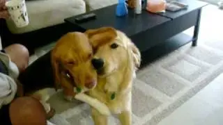 Beagle and Golden Hug
