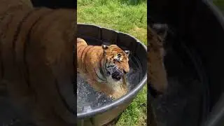 Rescue tiger, Marcus, gets a pool for the first time! ❤️ #iCarlyAffirmation #tiger #feelgood #rescue