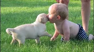 Puppies and Dog Playing Together Compilation
