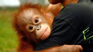 Baby Orangutan Showing Off