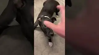 #dog #staff #funnyvideo #funny #shortvideo #shorts #sweden #stockholm