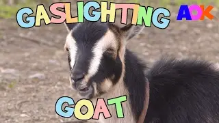 GASLIGHTING GOAT