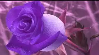 🌺 Ассалом алейкум 🌺 Хайрли тонг 🌺 Assalom Aleykum 🌺  Hayrli tong 🌺