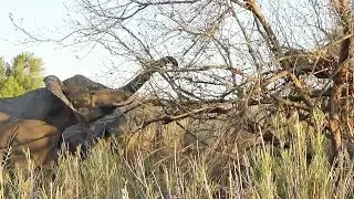 LEOPARD in tree HARASSED by ELEPHANTS 🐘 🐆