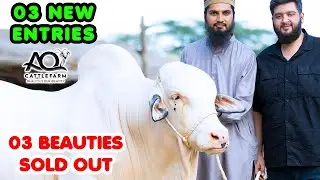 Shed Construction Update with 03 NEW ENTRIES & 03 SOLD OUT | AQ Cattle Farm