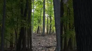 Wet-Mesic Flatwood, Michigan