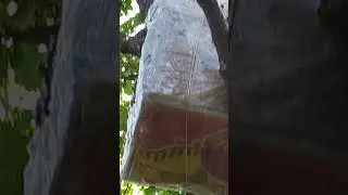 простая ловушка  для бродячих роев