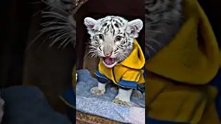 Anak harimau putih umur 2 bulan😍😍 