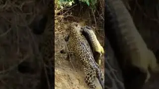 Amazing Jaguar VS Crocodile #shorts