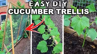 How to Build a Cool Cucumber Trellis (Simple & Inexpensive!)