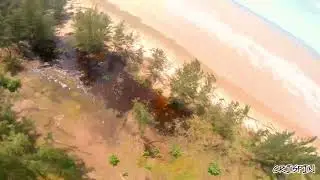 Look! Trees!