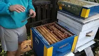 Осмотр даданов после закормки в зиму