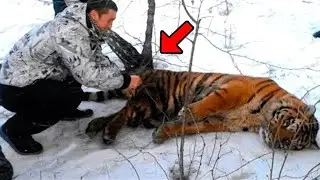 Man Helps Crying Tiger And You Won't Believe How He Thanks His Rescuer....