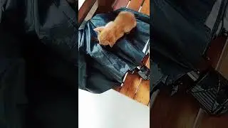 വാവാവോ #ഞാൻ ഒന്നു ഉറങ്ങിക്കോട്ടേ🐈‍⬛