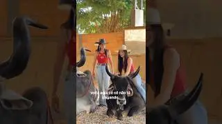 Ele da Gaia #shortsyoutube #boiadeira #boi #pecuaria #shortshorts #shortsvideo